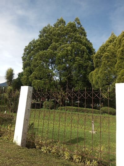 The image depicts an outdoor daytime scene in Salai Har Htan, Myanmar, characterized by a natural landscape and artificial fencing under a partly cloudy blue sky. In the foreground, a coarse grassy area slopes gently towards a rusty, brown metal fence. Small, variegated plants with yellow and green leaves grow along the fence line in the immediate foreground. The fence, constructed from vertical and intersecting diagonal metal bars forming a diamond-grid pattern, spans horizontally across the mid-ground. Two rectangular white concrete or stone fence posts support it, one fully visible on the left and another partially visible on the far right.

Behind the fence, a well-maintained green lawn extends towards a dense treeline. A small, white, rectangular object is positioned upright in the grass, towards the center-right of the fenced area. Further back, a cluster of large, tall, evergreen trees with dense green foliage dominates the background, their crowns extending into the upper portion of the frame. The largest tree is positioned centrally. To the far left, a distinct spiky-leafed plant is visible, with a faint outline of a distant mountain or hill behind it on the horizon. Hints of distant structures or red outdoor furniture are vaguely discernible through the trees within the fenced area. No individuals, animals, or explicit actions are observed.