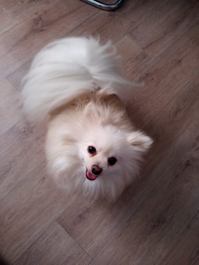 A light-colored, fluffy Pomeranian dog is lying on a wooden floor. The dog is facing upwards towards the camera, with its mouth slightly open and tongue visible. Its tail is curled up over its back. The floor is made of light brown planks with a visible wood grain pattern. The scene appears to be indoors. The location is not specified within the image.
