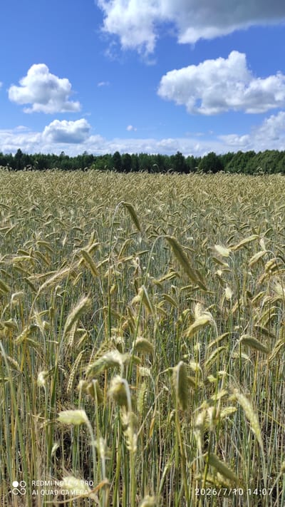 The image depicts a close-up view of a field of ripe rye under a bright blue sky dotted with white, fluffy clouds. The rye stalks are predominantly green with some hints of golden yellow, indicating their maturity. The foreground shows a dense arrangement of these stalks, some of which are out of focus, emphasizing the depth of the field. In the background, a dark green line of trees forms a clear horizon, separating the field from the sky. The overall scene suggests a rural, agricultural setting. A timestamp and camera model information are visible in the bottom right and bottom left corners, respectively, indicating the image was captured on July 10, 2026, at 2:07 PM, and taken with a Redmi Note 9 Pro using its AI Quad Camera. While the image itself does not explicitly show any people or specific landmarks, the timestamp suggests the location of Vardja, Estonia, as provided.