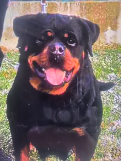 The media file displays a close-up, rotated shot of a Rottweiler dog lying on its back. The dog's face is prominently featured, with its tongue hanging out and its eyes looking upwards. Its fur is primarily black with distinct tan markings around its muzzle, eyes, and chest. The background appears to be a grassy area, with patches of brown or dry earth interspersed.

The lighting suggests it is daytime, and the setting is outdoors, likely in a park or backyard, given the grass. There are no people visible in the frame, only the dog. The dog's posture and expression convey a sense of playfulness or relaxation. There are no discernible objects or text within the frame.

The orientation of the image is such that the dog's head is towards the left side and its body extends towards the right, upside down from a typical upright viewing perspective. The image quality is somewhat grainy, suggesting it might be a lower-resolution capture or an older photograph.

The location context provided, Maasvlakte Rotterdam, Netherlands, does not offer any direct visual cues within the image itself to confirm this specific location. The scene is generic enough to be found in many outdoor environments.