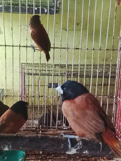 A photograph captures several small birds inside cages. In the foreground, a bird with a black head and brown body is perched on a bar, facing to the right. Behind it, another bird with a brown head and body is visible, partially obscured. Further back and higher up, a third brown bird is perched on a wire. The birds are contained within metal cages, and a green wall is visible in the background, with vertical metal bars interspersed throughout the scene. The scene appears to be an aviary or pet shop, possibly in Kuta Trieng, Indonesia.