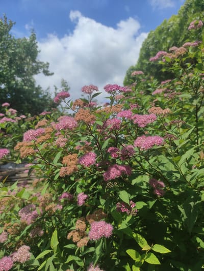 In Yelizavetinskaya, Russia, a cluster of pink and brown flowers blooms in focus, set against a backdrop of lush green foliage and a bright blue sky dotted with white clouds. The foreground is dominated by the flowering branches, with some blossoms in vibrant pink clusters and others appearing dried and brown. The leaves are a rich green, and the stems are slender and dark. In the distance, the blurred shapes of trees suggest a natural, outdoor setting. The lighting indicates a sunny day, with shadows cast by the dense foliage.