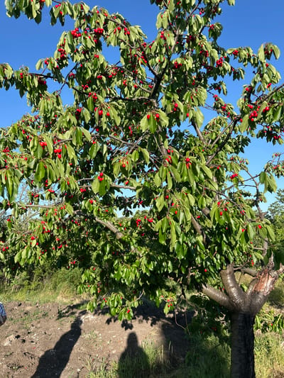 The image depicts a cherry tree laden with ripe red cherries and green leaves. The branches are thick and numerous, extending towards a clear blue sky. The tree grows in an outdoor environment, potentially a garden or orchard, with some grass and what appears to be a dirt path nearby. In the lower right corner of the image there are dark shadows of human figures. The location is Smilets, Bulgaria.