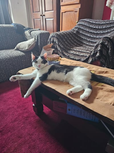 A black and white cat lies on a brown tablecloth on a dark brown table. The cat's body extends towards the right side of the image. A dark brown sofa with a gray blanket is behind the cat. A wooden cabinet is visible in the background. A box with text in multiple languages is near the edge of the table. A red carpet is on the floor to the right of the table. The scene is indoors. There is no evidence to confirm this is in Holywell, United Kingdom.