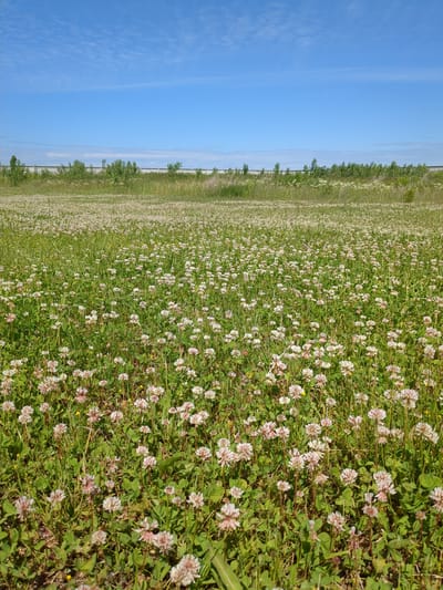 The image depicts a vast, open field covered in a dense growth of white and pink clover flowers, interspersed with green grass. The field stretches towards a slightly elevated horizon line. In the background, a row of trees and bushes forms a verdant line. Behind the vegetation, a man-made structure, possibly a fence or barrier, is visible. The sky above is a clear, bright blue with wispy white clouds, suggesting a sunny day. This scene is located in the city of Boryspil, Ukraine. There are no people or animals present in the image.