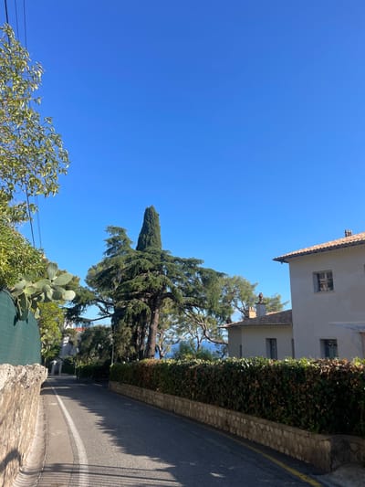 The image depicts a residential street in Cap-d'Ail, France, under a clear, bright blue sky. The asphalt road, running uphill from the foreground, features a continuous white line on its left edge and a continuous yellow line on its right. Shadows, primarily from trees, are cast across the road surface.

To the left of the road, a low, light-colored stone retaining wall supports a bank of dense green foliage, including a prominent prickly pear cactus (Opuntia) in the mid-left foreground. Above this, sparse branches with light green leaves are visible against the sky.

In the mid-ground, centered within the frame, a tall, slender, dark green cypress tree stands prominently, flanked by a large, broader coniferous tree. Various other trees and shrubs are visible beyond, with a sliver of the deep blue Mediterranean Sea discernible on the horizon.

To the right of the road, a well-maintained green hedge runs along the top of a low stone wall. Behind this, two light-colored, multi-story buildings with terracotta tiled roofs are present. The building in the foreground right has multiple windows with visible frames. A second building further back and to the left of the first displays a visible chimney with a small, dark, reddish-brown object on its top. No individuals or vehicles are present.