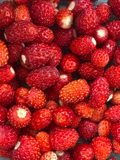 The image is a close-up, overhead view of a pile of wild strawberries. The strawberries are small, with vibrant red skin and visible achenes (seeds) on their surface. Some strawberries are a deeper red, while others have a more orange hue. The lighting is even, casting soft shadows that highlight the textures of the fruit. There are no people or other objects visible in the frame. The background appears to be a dark, textured surface. The image does not provide any information about the location in Бярэзінскі сельскі Савет, Belarus.