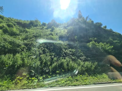 This is a photograph taken from a vehicle, looking uphill towards a densely vegetated slope under a clear blue sky with bright sunlight. The sun is high and directly visible, causing lens flare and overexposure in the upper center of the image. The slope is covered in a variety of green bushes and trees, with some larger trees visible at the crest of the hill. The lower foreground shows a grassy verge with a paved road, indicated by white lines. A concrete barrier is visible on the right side of the road. The reflection of a person's hand and finger is visible on the surface the photograph was taken through, likely a car window. The location is identified as Wildbad Einöd, Austria.