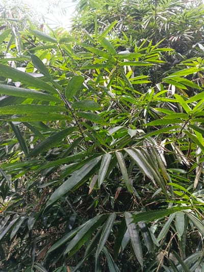 Lush green bamboo leaves densely fill the frame. The leaves vary in size and color intensity, with some appearing darker and others lighter, creating depth. Sunlight glistens off some leaves, adding highlights. The leaves overlap, suggesting a thick and vibrant bamboo forest. Small dark branches are visible amongst the foliage, adding to the intricate texture.
