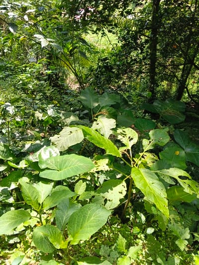 Lush greenery fills the frame, dominated by large, vibrant leaves. These foliage displays varied shades of green, textures, and sizes, creating a rich tapestry of plant life. Sunlight filters through the canopy, casting dappled shadows on the vegetation below. Some leaves show evidence of insect activity, with holes and patterns etched into their surfaces. A few tree trunks can be seen. Overall, the image captures the essence of a thriving, natural ecosystem.