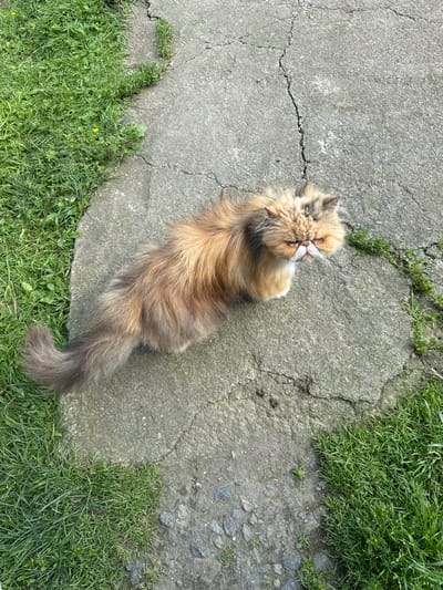 An adult Persian cat with long, fluffy, ginger and grey fur is pictured from a high-angle perspective. The cat is positioned on a cracked concrete pathway that is bordered by lush green grass. The cat is facing to the right of the frame, with its head turned slightly towards the viewer. Its eyes are partially closed, and its whiskers are prominent. The tail is bushy and curved. The scene appears to be outdoors. The location is not identifiable as Chernoistochinsk, Russia, or any other specific city.