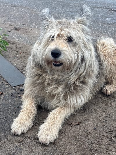 A scruffy, light-colored dog with shaggy fur lies on a sandy, uneven surface that appears to be a dirt road in Makshaki, Russia. The dog is positioned in the center of the frame, facing forward with its head slightly tilted. Its mouth is open, revealing teeth and a pink tongue. Long, light-colored fur covers its face, ears, and body, with some darker hairs mixed in, particularly around its ears and eyes. A gray, flat object, possibly a piece of metal or plastic, is visible to the left of the dog, partially submerged in the sand. In the upper left corner, a few green leaves from a plant can be seen. The background consists of a mottled gray surface, likely asphalt or compacted dirt, with small pebbles and debris scattered throughout. The lighting suggests an overcast day.