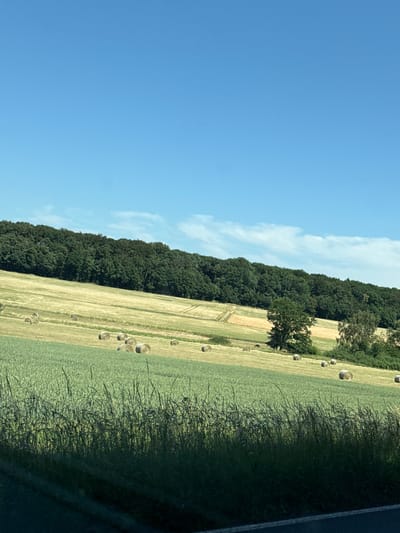 The image depicts a pastoral landscape under a clear blue sky. In the foreground, tall, dark green grass is visible, with shadows suggesting a road or path. The middle ground features rolling hills covered in green fields. Scattered across these fields are numerous round hay bales. Further in the background, a dense, dark green forest stretches across the horizon, forming a backdrop to the agricultural land. The scene is peaceful and rural, characteristic of the countryside surrounding Oberwetz, Germany.