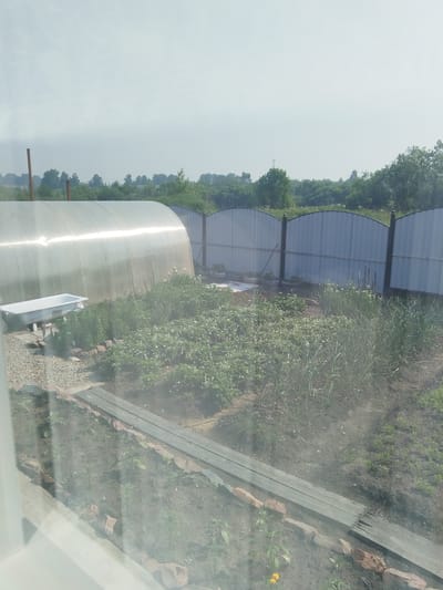 The image shows a backyard scene in Bezlesnyy, Russia, likely during daytime under an overcast sky. In the foreground, a window with a reflective surface partially obscures the view of a garden area. A large, curved greenhouse constructed of translucent material dominates the left side of the frame. To the right of the greenhouse, a white bathtub sits on gravel.

Beyond the greenhouse and bathtub, a garden bed is visible with various plants, including what appears to be strawberry plants with white flowers and some taller green plants, possibly onions or other vegetables. A metal fence with arched sections runs across the mid-ground, separating the garden from a wooded area in the background. The wooden fence posts are topped with decorative finials.

The ground in the garden appears to be cultivated soil, with some areas covered in gravel. Several wooden planks are laid out as a pathway or border within the garden. The overall impression is that of a private garden or dacha property. No people or animals are visible in the image. The environment is rural or suburban, with dense foliage forming a backdrop behind the fence.