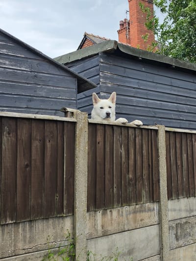 The image depicts a white-furred dog, consistent with a Samoyed or Akita breed, peering over a dark wooden fence. The dog's head and front paws, which rest on the fence's top rail, are visible. Its eyes are directed forward.
Behind the fence, two dark grey, weathered wooden garden sheds with flat, granular-surfaced roofs are present. The left shed's roof line is slightly lower than the right's. The fence itself is constructed from vertical dark brown wooden slats, supported by grey concrete posts. The lower section of the fence consists of stacked pre-cast concrete panels, exhibiting surface cracks and discoloration. Sparse green vegetation is visible at the base of the concrete fence panels.
In the background, under an overcast sky, parts of a residential building are discernible, including a prominent red brick chimney stack and sections of a tiled roof. A second, smaller brick chimney is visible further to the left. Green tree foliage partially obscures the background on the right.
The scene is situated in a residential backyard environment within the city of Shotton, United Kingdom.