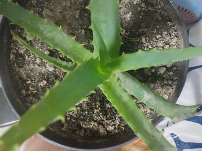 The image shows a close-up, overhead view of an aloe vera plant in a dark pot filled with soil. The plant has several thick, green leaves with serrated edges, typical of the aloe vera species. The soil appears dry and coarse, with small pebbles and bits of organic matter visible. The pot is dark and made of plastic, and it is placed on a surface that is partially covered by a blue and white patterned fabric. The background is blurred and out of focus, but suggests an indoor setting. There is no indication of the location in Mady, Kyrgyzstan.
