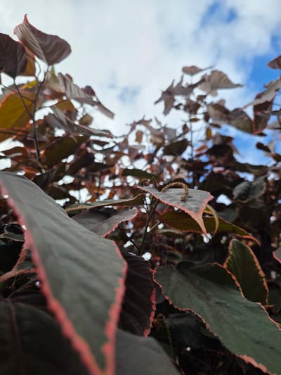 This is a low-angle, close-up shot of dark green leaves with pinkish-red serrated edges, set against a backdrop of a blue sky with scattered white clouds. The leaves are the primary subject, appearing lush and vibrant. Some leaves are sharply in focus, revealing intricate vein patterns and the delicate, colorful edges, while others are blurred, creating a sense of depth. A thin, curled brown tendril is visible on one of the foreground leaves. The scene suggests an outdoor setting, likely a garden or park, given the presence of foliage and the sky. The lighting indicates it is daytime, with the brightness of the sky suggesting fair weather, possibly mid-morning or afternoon. The natural setting and the vibrant colors of the leaves evoke a sense of tranquility and natural beauty. No people or text are visible in the image.