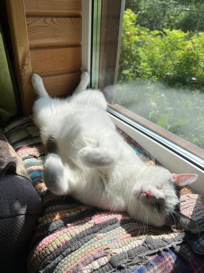 A white cat with gray markings on its head is sleeping on its back on a colorful woven rug. The rug is placed on a windowsill. Sunlight streams in from the right, casting shadows on the cat and rug. Outside the window, green foliage is visible. To the left of the cat, part of a dark gray couch or armchair is visible, along with a wooden structure. The scene appears to be indoors, with the windowsill providing a view of the outdoors. The cat is relaxed and appears to be enjoying the sun. The overall impression is one of peaceful domesticity.