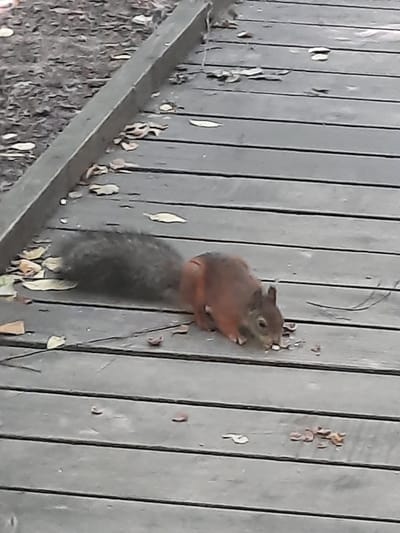 A reddish-brown squirrel is foraging for food on a wooden boardwalk in an outdoor environment. The squirrel is positioned in the lower-middle section of the frame, facing towards the right and slightly downwards, with its head down as it eats. Its tail, which is dark and bushy, extends upwards and to the left. Scattered around the squirrel on the boardwalk are small pieces of food, likely nuts or seeds. The boardwalk is made of weathered wooden planks, with gaps between them. Fallen leaves are visible on and around the boardwalk, indicating an autumn or late summer setting. The background is blurred but appears to be a natural area with dirt and more foliage. The scene is set in Тлпх Зона Б, Russia.