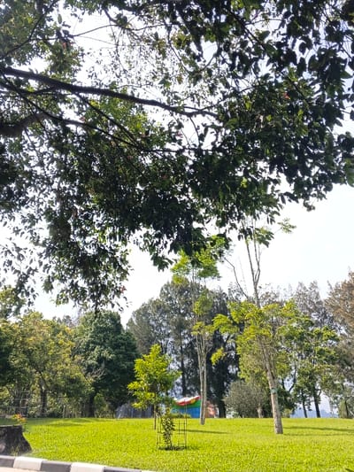 A verdant park scene unfolds with lush green grass and various trees. Mature trees with dense foliage overhang the top of the frame, filtering the sunlight. In the distance, diverse tree types create a layered backdrop. A small, colorful structure is subtly visible among the trees. A black and white curb is in the immediate foreground.