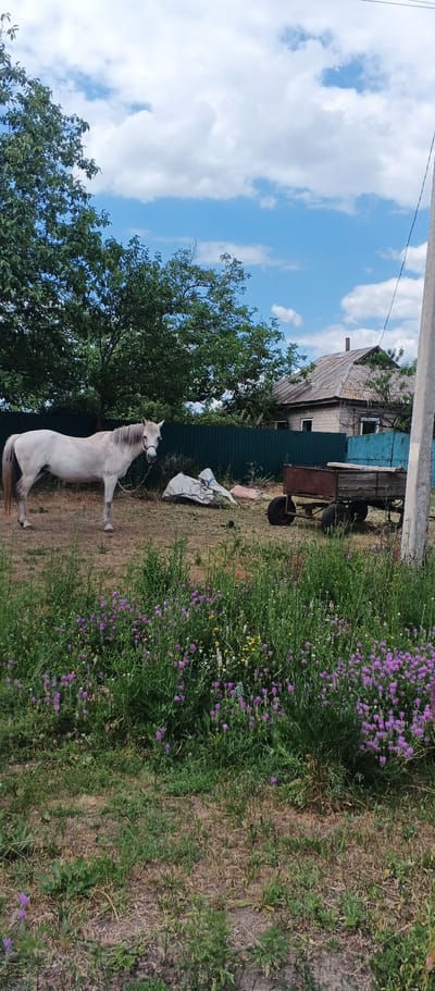 The image captures a rural scene in Mala Smilianka, Ukraine, under a bright blue sky dotted with fluffy white clouds. In the foreground, a field of lush green grass is interspersed with vibrant purple wildflowers. A white horse stands in the middle ground, facing the viewer. Behind the horse, a weathered green metal fence encloses a yard where a rustic wooden wagon with metal accents is parked. To the right of the wagon, a utility pole with wires is visible. In the background, a modest brick house with a grey tiled roof stands nestled amongst trees. The overall impression is one of a quiet, pastoral setting on a pleasant day.