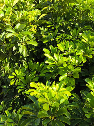 The image shows a close-up view of dense, lush green foliage, likely a hedge or a large plant, under bright natural light. The leaves are glossy and vary in shade from deep green to a lighter, almost yellow-green where the sun hits them directly. The texture of the leaves is smooth and they appear to be oval-shaped and arranged in clusters. The sunlight creates strong contrasts between illuminated areas and shadowed depths within the foliage, highlighting the layered structure of the plant. There are no people, animals, or man-made objects visible in the image. The scene is entirely natural, focusing on the organic forms and vibrant colors of the plant. The image does not provide any specific visual cues to determine its location within Pomezia, Italy.