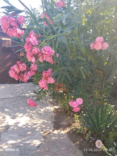 The image captures a close-up view of a blooming oleander bush with clusters of vibrant pink flowers. The bush is situated outdoors, adjacent to a concrete pathway where dappled sunlight casts shadows from the leaves. In the background, a portion of a dark brown, metallic door or gate is visible, suggesting an urban or suburban setting. Further to the right, a spiky yucca plant with long, green leaves is partially in frame, and a single, pale pink flower with a yellow center blooms at its base. The scene is bathed in natural light, with the sun creating a slight lens flare effect in the upper right corner. The lower left corner of the image displays the text "REDMI 15", and the lower right corner shows the date and time "22.06.2026 08:32". Based on the provided context, this scene is located in Yovon, Tajikistan.