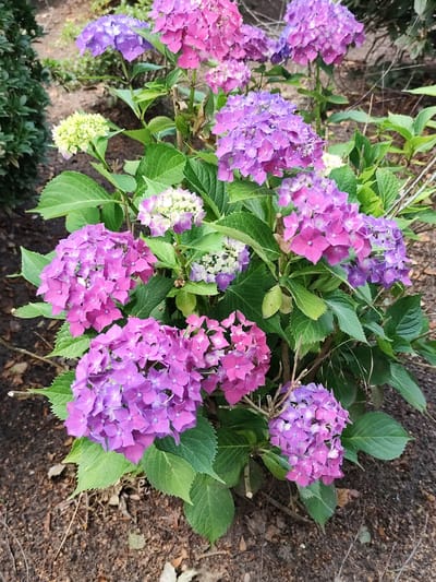 An outdoor, medium-distance, eye-level shot shows a cluster of flowering hydrangeas in Schaijk, Netherlands. The hydrangeas are in various shades of purple, pink, and light green. The blooms are large and clustered, with individual florets clearly visible. Lush green leaves surround the flowers. The ground beneath the plants is dark soil, with some scattered dry leaves and twigs. To the left, a dark green shrub is partially visible. The background is blurred, showing more foliage and the indistinct texture of soil and twigs. The lighting is natural, suggesting it is daytime. There are no people or animals visible in the frame.