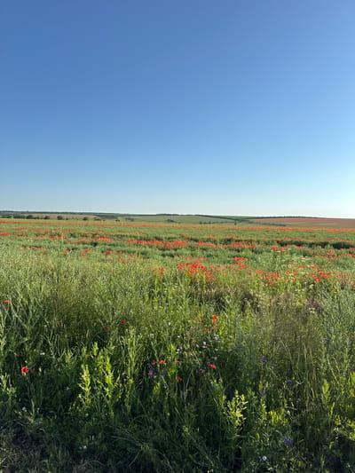 An outdoor, landscape, eye-level, medium shot shows a field of red poppies under a clear blue sky in the city of Novoukrainka, Ukraine. The foreground is dominated by tall green grass and a few scattered red, blue, and white wildflowers. Behind this, a vast field of red poppies stretches towards the horizon, interspersed with green vegetation. The background consists of rolling hills and a distant treeline. The lighting suggests a bright, sunny day. There are no people or animals visible in the image.