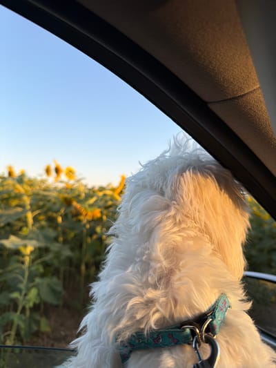 A close-up shot captures the back of a fluffy white dog's head and neck as it looks out of a car window. The dog wears a teal collar with a pattern of pink bones and a metal clasp. The window frame, dark gray, runs along the top and right side of the image, with a sliver of sky visible in the upper left corner. Beyond the window, a field of sunflowers stretches across the landscape, their yellow petals blurred by the depth of field. The sun, low in the sky, casts a warm, golden light on the dog's fur and the sunflowers. The scene appears to be set in a rural area, likely near a sunflower field in the vicinity of Градина, Bulgaria.