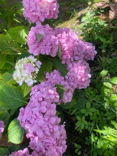 The image shows a close-up view of a cluster of pink and white hydrangeas. A small, light brown moth is perched on one of the pink hydrangea blossoms. The flowers are vibrant and in full bloom, with large, round flower heads composed of many smaller petals. The hydrangeas are surrounded by lush green leaves and other foliage. The background is blurred, suggesting the photo was taken outdoors in a garden or park setting. Based on the provided information, the scene is located in the city of Muxax, Azerbaijan. The image captures a moment of nature's beauty, highlighting the delicate interaction between the moth and the flowers.