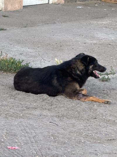 A dark-colored dog is lying on its side on a gravelly surface. The dog appears to be a medium-to-large breed with some tan markings on its face and legs. Its mouth is open, revealing its tongue and teeth, and its eyes are looking to the right. The dog's left hind leg appears to have an injury or abrasion. In the background, there is a light-colored building with a textured facade. To the left of the dog, there is a patch of green bushes. The ground is composed of small stones and dirt, with some dry grass or straw scattered around. A small piece of red material is visible on the ground in the lower left corner of the image. The scene appears to be outdoors in a somewhat unkempt area. The location is Yelyzavetivka, Ukraine.