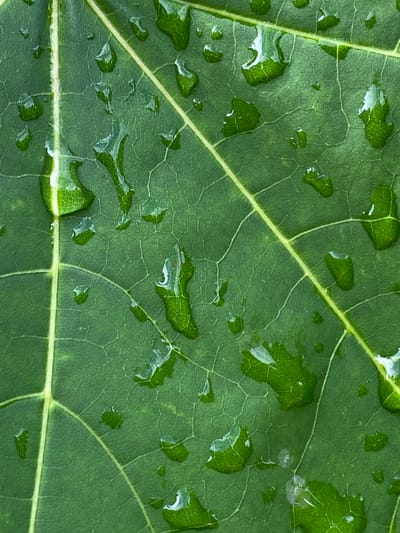 A close-up, overhead shot captures the intricate detail of a vibrant green leaf covered in water droplets. The leaf's surface is a tapestry of fine veins, creating a network of small cells that are magnified by the presence of the water. The droplets themselves vary in size and shape, some forming delicate beads, while others spread out, reflecting the light and the green of the leaf. The primary vein, a lighter shade of green, runs diagonally across the frame, adding a structural element to the organic pattern. The overall impression is one of natural beauty and the delicate interplay of water and plant life, suggesting a recent rain shower in a verdant setting. The lighting suggests it could be daytime, with diffused light that highlights the textures without harsh shadows. There is no visible text in the image.