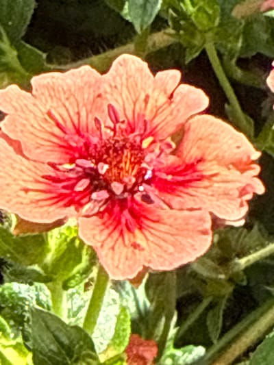 A close-up, overhead shot of a vibrant, coral-pink flower with a deep red center. The flower has five crinkled petals with visible veins, and numerous delicate stamens in the center. The surrounding foliage is a mix of deep green and lighter, almost lime-green leaves. The lighting suggests it is daytime, likely outdoors. The image's metadata indicates it was taken in Залесье Снт, Russia.
