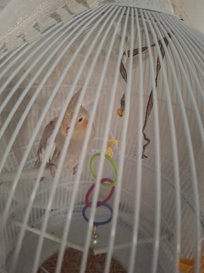 The scene depicts a light-colored Cockatiel parrot inside a white, domed birdcage located in Krumovo Gradishte, Bulgaria. The bird, primarily pale grey-white with distinct orange cheek patches and a yellowish crest, is perched horizontally on a white bar in the center-left of the frame, facing forward. Inside the cage, a patterned fabric harness with a small gold-colored bell hangs from the top center. To the right of the bird, a toy comprising four interlocking plastic rings—yellow, green, pink, and blue—with a small silver-colored bell at the bottom, is suspended. The bottom of the cage contains a layer of granular, light brown material, consistent with birdseed or bedding. The background outside the cage is out of focus and appears as a plain, light-colored surface. A decorative white lace trim is visible along the top edge of the cage.