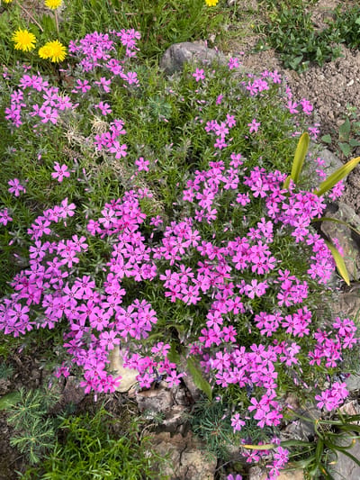 The image shows a dense cluster of small, five-petaled, pink flowers growing in a garden setting. The flowers are interspersed with green, needle-like foliage. The background includes soil, small rocks, and some green vegetation. Yellow flowers are visible near the lower left corner of the frame. The location, Маяк, Russia, is not explicitly evident from the image.