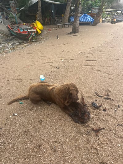 A brown dog lays on a sandy beach, chewing on a dark, round object, possibly a coconut. Debris litters the beach, including pieces of plastic and plant matter. In the background, a partially dilapidated boat rests near the shore, with yellow gear visible inside. A small shack or shelter is also present, constructed near palm trees. The image has been rotated.
