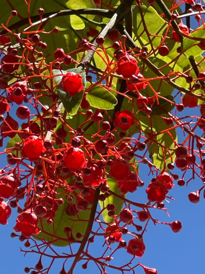 This is a close-up, eye-level, outdoor photograph of a tree branch laden with clusters of small, bright red flowers and dark red buds against a clear blue sky. The blossoms are bell-shaped with delicate, recurved petals, and some appear to have darker centers. Thin, wiry, reddish-brown stems connect the flowers and buds, branching out in a complex, somewhat chaotic pattern. A few vibrant green leaves are visible in the background, their texture and veins discernible. The sunlight illuminates the scene, casting subtle shadows and highlighting the glossy surface of some of the flowers. There are no people, animals, or man-made structures visible in the frame. The image was captured in Le Lavandou, France, suggesting a Mediterranean climate.