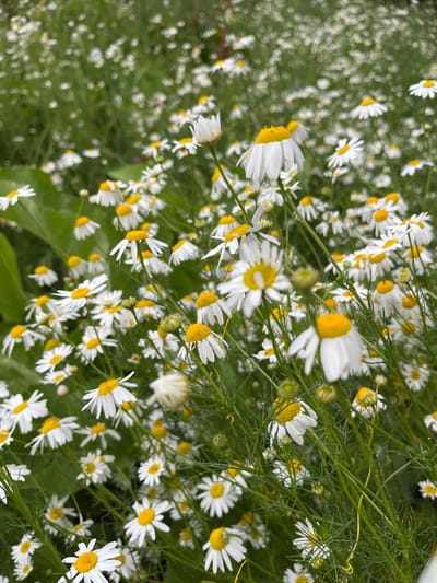 A close-up, slightly tilted shot captures a dense field of white and yellow daisies with green foliage. The daisies, some in full bloom and others budding, fill the frame from foreground to background, with many of them out of focus, creating a soft, bokeh effect. The scene appears to be outdoors, in a natural setting, likely a meadow or garden. There are no people or animals visible in the image. The overall impression is one of natural beauty and abundance. The image does not provide any specific details about the city of Glinovka, Kazakhstan.