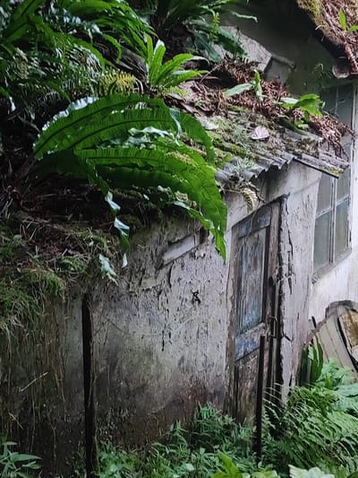 The image depicts a weathered, abandoned structure overgrown with lush green ferns and vegetation, situated in Makhinjauri, Georgia. The building has a dilapidated facade with peeling paint, revealing underlying stone or concrete. A rustic, weathered wooden door with metal hinges and a handle is visible on the right side of the structure. Adjacent to the door is a window with multiple panes, also appearing aged. The roof is covered with corrugated metal and is partially obscured by moss and fallen leaves, further enhancing the sense of decay and neglect. The surrounding environment is dense with various types of ferns and other plants, indicating a humid and verdant setting. The lighting suggests an overcast day or a shaded location. There are no people or animals present in the frame.