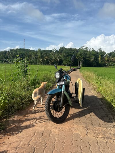 In the rural landscape of Thihagoda, Sri Lanka, a light brown dog stands on a brick-paved road, facing away from the camera and towards lush green rice paddies. Beside the dog and on the road is a teal-colored three-wheeled motorcycle, also facing away from the camera. A surfboard is attached to the side of the motorcycle. The road is flanked by tall green grass and vegetation, with a dense forest line and a distant hill with a telecommunications tower visible in the background under a partly cloudy sky. The scene suggests a serene, possibly remote, setting within the Thihagoda region.