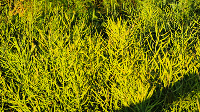 The image shows a dense field of green, leafy plants, likely crops, with numerous long, thin seed pods. The plants are illuminated by a warm, golden light, suggesting it is either early morning or late afternoon, casting soft shadows among the foliage. The overall impression is one of natural abundance and growth. The setting appears to be a rural agricultural landscape. No people, text, or specific objects are visible, and the weather seems clear and sunny. The location is identified as Piatra Albă, Moldova.