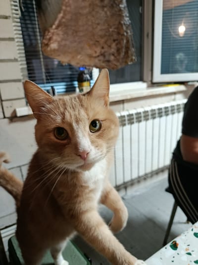 A ginger and white cat is standing on its hind legs, front paws reaching up, in what appears to be a kitchen or dining area. The cat is looking directly at the camera with a curious expression, its large green eyes prominent. The background shows a radiator, a window with blinds, and what looks like a person in a dark shirt sitting on a chair. The lighting is dim, suggesting it is nighttime or indoors with artificial light. There is also an object hanging from the ceiling above the cat, which is difficult to identify but appears textured and organic. The image is shot from a low angle, emphasizing the cat's height. The location is identified as Novozybkov, Russia, though no specific landmarks are visible to confirm this.