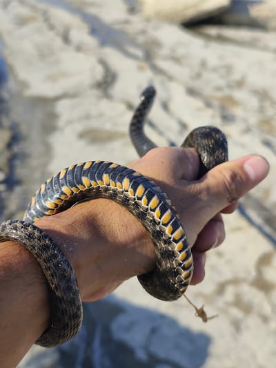In Saiyn, Kazakhstan, a close-up shot captures a person's hand gently holding a snake. The snake, coiled around the hand, displays a distinctive pattern of dark grey scales interspersed with bright yellow markings. The background is blurred, revealing a sandy or rocky terrain, indicative of an outdoor natural environment. The lighting suggests daylight, with the sun casting subtle shadows and highlighting the textures of both the snake's scales and the human skin. The focus is sharp on the snake and the hand, drawing attention to the interaction between human and reptile. The overall scene is one of close observation and perhaps a moment of cautious curiosity or handling of wildlife.