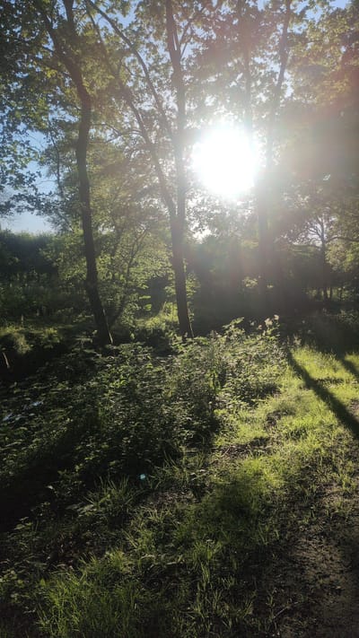 This is a photograph of a sun-dappled forest path. The sun is shining brightly through the trees, casting long shadows across the ground. The path appears to be covered in grass and dirt, with lush green foliage lining either side. The overall impression is one of a peaceful, natural setting. It is daytime, and the weather appears to be sunny. The location is Haseldorf, Germany. There is no visible text in the image.