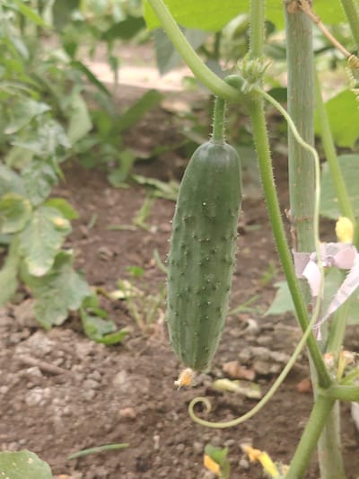 An unripe cucumber hangs from a green vine in the foreground, set against a blurred background of soil and foliage. The cucumber is dark green and covered in small, spiky protrusions. A thin tendril curls from the vine to the right of the cucumber, and a small yellow flower is visible in the upper right quadrant. The scene appears to be in a garden or a field. No people or specific locations in Степное, Russia are visible.