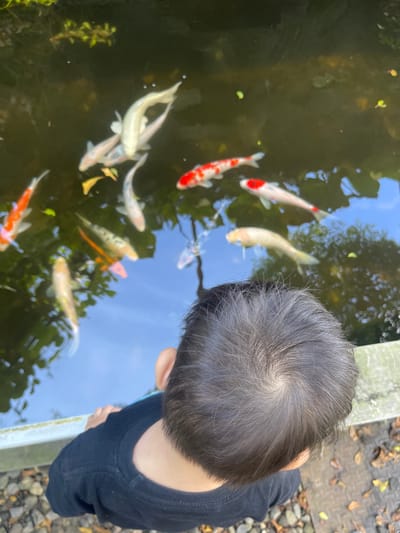 An overhead shot captures a young child, seen from the back of their head, intently observing a pond filled with colorful koi fish. The child has dark hair and is wearing a black long-sleeved shirt, leaning over the edge of a concrete or stone pond barrier.
The pond water is dark but clear enough to reveal numerous koi fish swimming below the surface. The fish display a variety of patterns and colors, including prominent white, orange, and red markings, as well as some lighter, possibly golden or cream-colored fish. Reflections of a clear blue sky and lush green foliage from surrounding trees are visible on the water's surface, indicating a sunny outdoor setting. Small green aquatic plants are also visible in the water.
To the right of the child and behind the pond barrier, the ground is covered with fallen brown leaves and small stones, suggesting a garden or natural outdoor environment. The scene depicts a quiet moment of observation and interaction with nature. There is no visible text in the image. The location is Rojoimo, Indonesia.