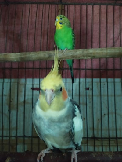 The image shows two birds in a cage. The bird on the left is a green budgie with yellow on its face and black markings on its wings. The bird on the right is a cockatiel with a yellow crest, orange cheeks, and grey and white plumage. The budgie is perched on a wooden stick, and the cockatiel is also near the stick, with its head turned downwards. The background consists of the bars of a cage and a red, textured surface behind the budgie. The cockatiel is positioned in a way that its body is partly obscured by its head. The lighting appears to be indoor. No text is visible in the image.