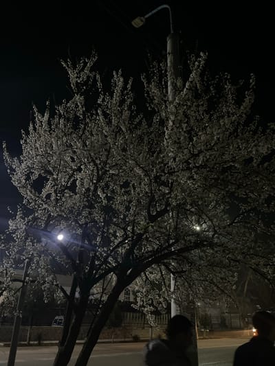 The image depicts an outdoor night scene in Karmana, Uzbekistan, illuminated by artificial light sources. A large deciduous tree, currently in full white bloom, dominates the left and central portions of the frame. Its branches, laden with white blossoms, are silhouetted against the dark night sky. A bright streetlamp with a distinct glare is visible directly above and slightly to the left of the tree's canopy. Another streetlamp is attached to a utility pole positioned to the right of the tree, extending upwards from the mid-ground.

In the foreground, a paved surface, likely a road or sidewalk, stretches across the bottom of the image. Two individuals are partially visible as blurred, dark silhouettes in the bottom right corner of the frame, indicating their presence on this paved area. Their actions or specific features are indiscernible.

In the background, behind the blooming tree and across the paved surface, structures are vaguely visible. A building with a light-colored facade and at least one arched window is discernible towards the left-center. Fences or walls run parallel to the road. The overall environment suggests an urban or suburban street at night during spring.