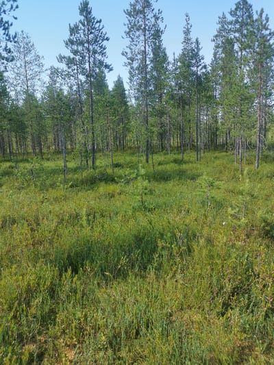 The image depicts a boreal forest landscape, likely a fen or bog, characterized by a dense growth of pine trees of varying heights. The ground is covered in lush green vegetation, including grasses, mosses, and low-lying shrubs. The sky is clear and blue, indicating fair weather. The scene is natural and appears undisturbed. No human presence or activity is visible. The environment suggests a wetland habitat within a forested region. The location is identified as Krasnobor, Russia.